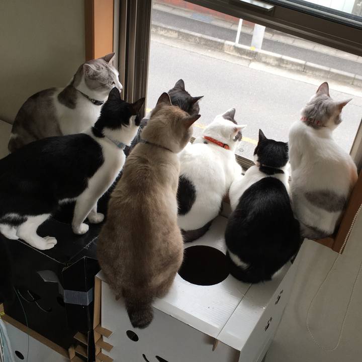 Cc8b7445 5dbb 4ac4 82b0 a74130f74948