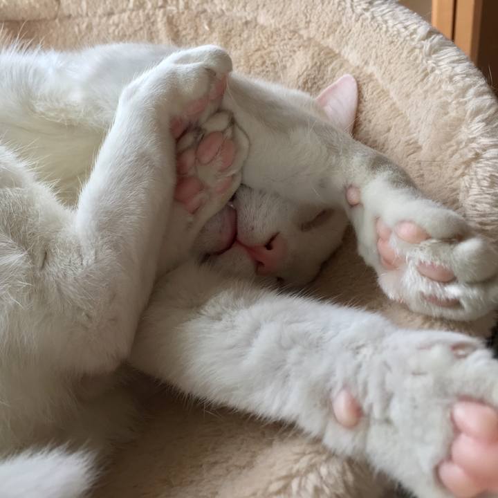 Cc8cf0c8 5ed6 484c 893f 21114663ae04