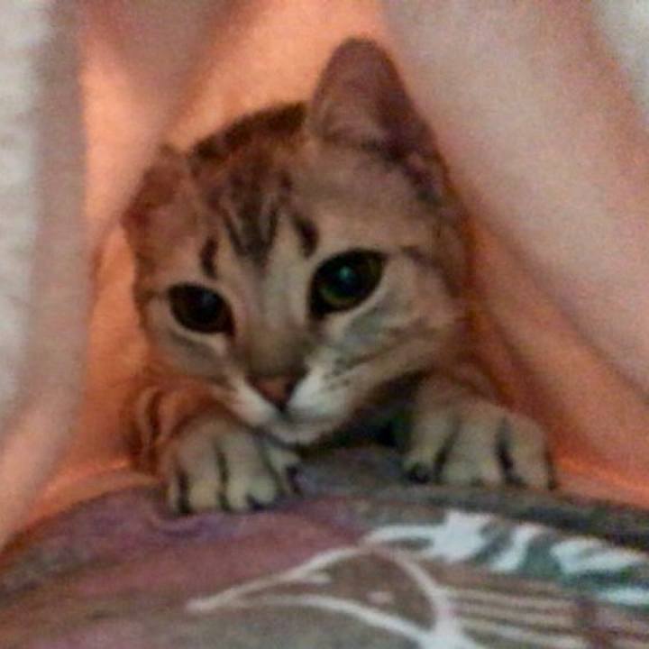 Cc8eb8c3 d5b2 4a0f 8087 206da2934487