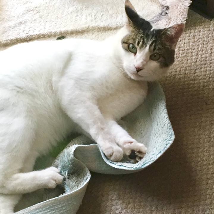 Cc919b27 ce59 4588 8a8d 9caaeec617c1