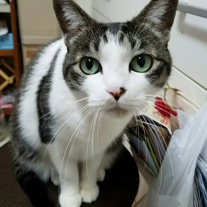 Cc946ec4 467f 4be1 8e1b 31834ed23074