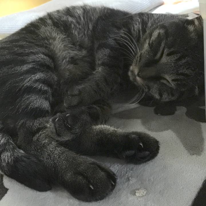 Cc95298a 6bca 482a a878 0286cfc08de3