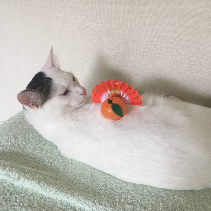 Cc969296 ae39 4576 8888 94710568065d