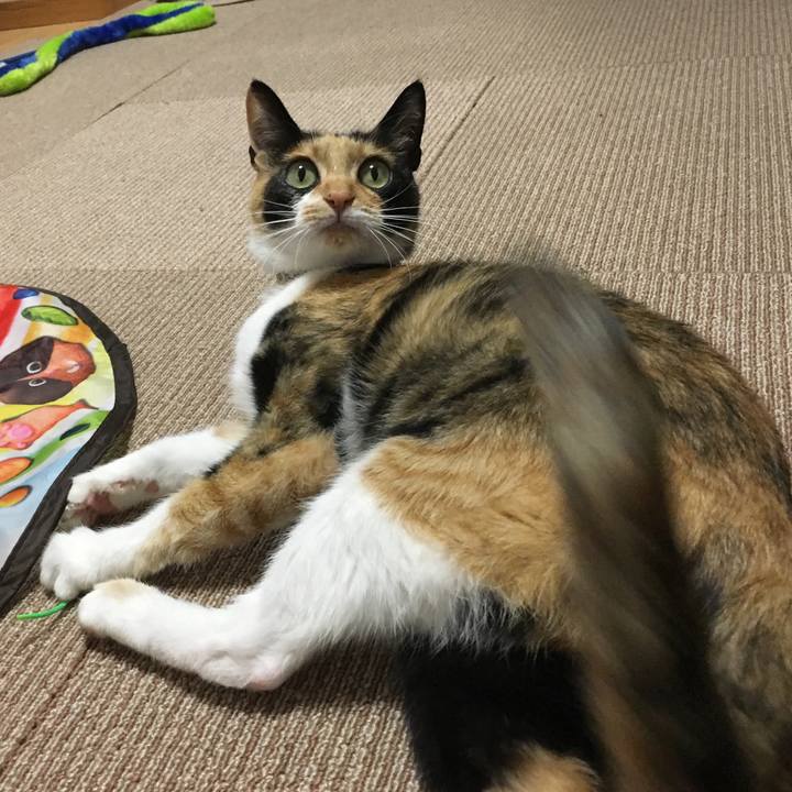 Cc9700d5 ea86 43ba afd4 9c53f90d1b77