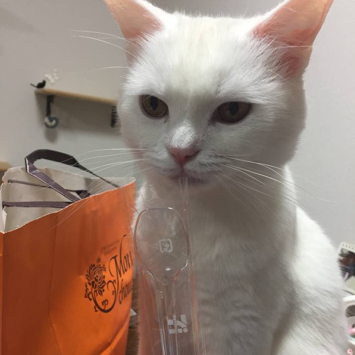 Cca049f7 1d0c 47d1 a4e1 31dbf6231706