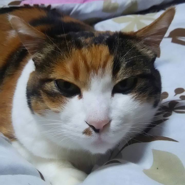 Cca6e46a 84a3 475c 9a79 b82efb5c71b1