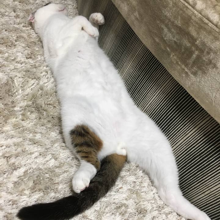 Ccad96d5 88d5 406e 92f0 8818287758ba