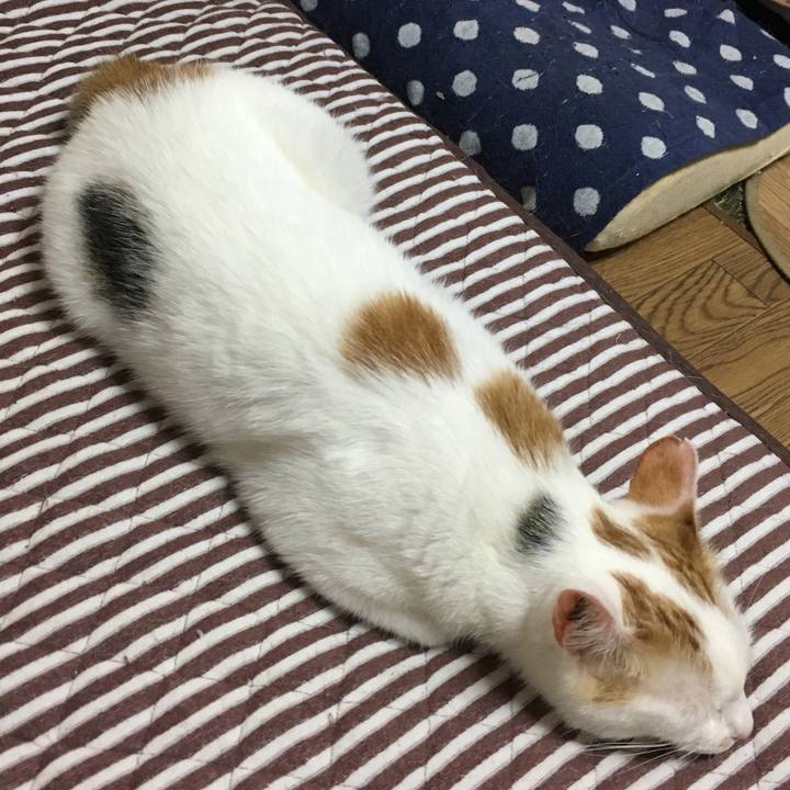 Ccaf2a3d d43f 4beb 993a 8e7fc5cffb7e