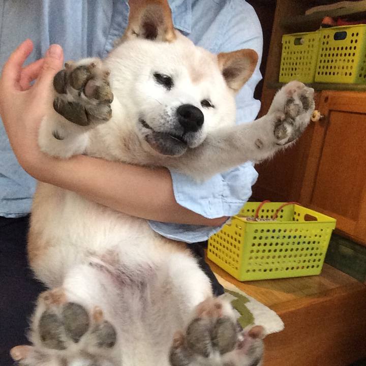 Ccafc43c e4c5 4472 b605 9ae9567bb92e