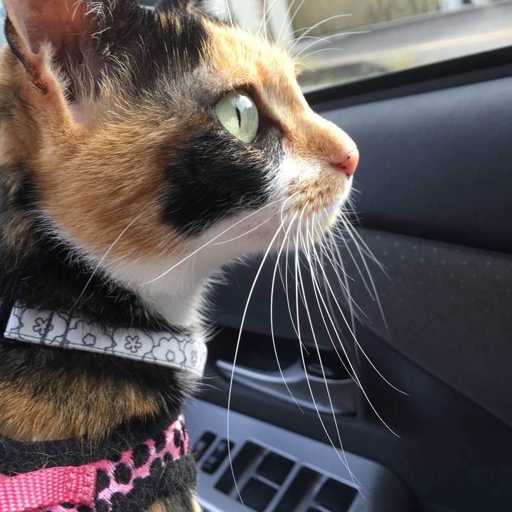 Ccafffef 7f35 4f20 a544 f5490bb46189