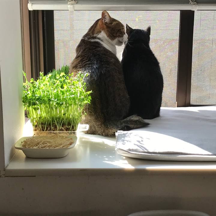 Ccb7c975 d155 4d29 8007 a5bd4889a22f