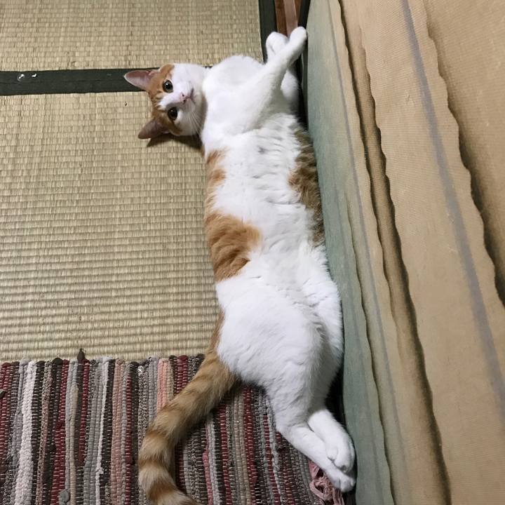 Ccbac17c 5d50 4478 961f c034bdd499a3