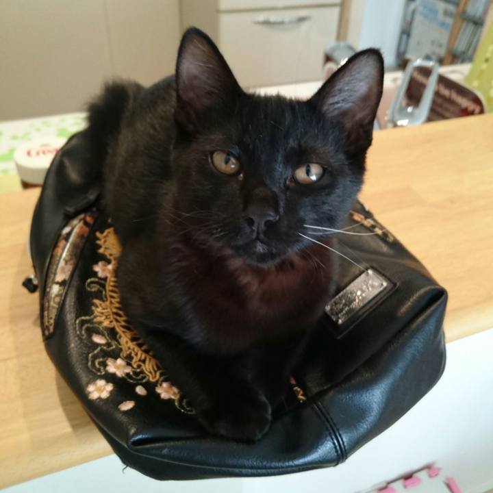 Ccbcc987 96e7 48a4 ad8a 4e64b7764766