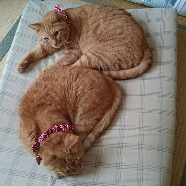 Ccbcfa77 e97c 49c7 9d34 43d491169168