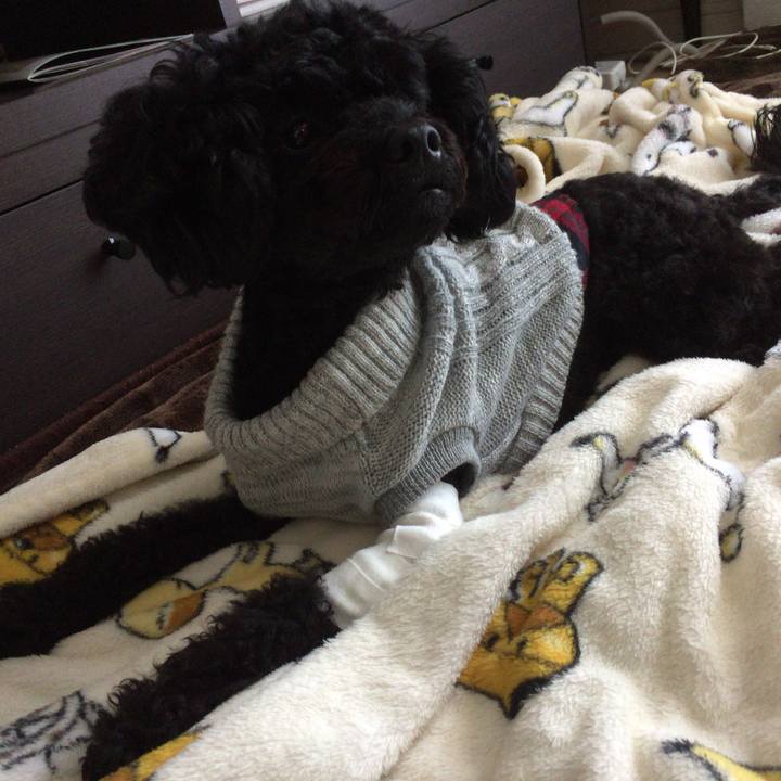 Ccc4088c 5fcd 4408 aefb 0e30677bcec1