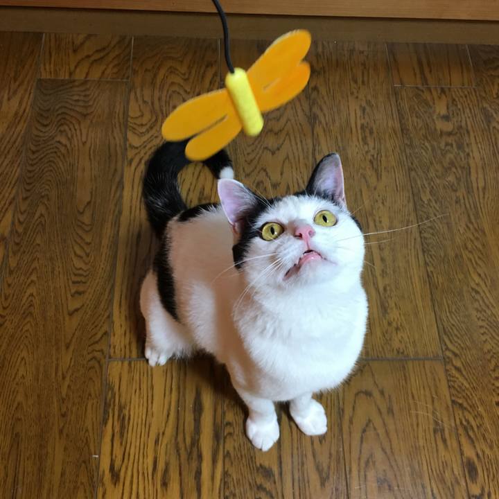 Cccabf01 cdab 4ba6 8cf2 3d62b6f30ac3