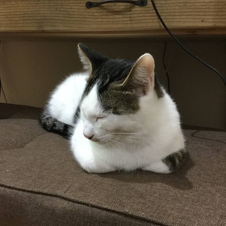 Cccafdce 4903 4504 b1fd 31bd347c9911