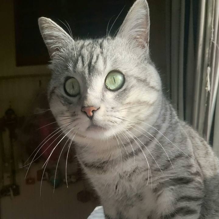 Ccceb853 89c3 478c 8f7f 349f01bd4177