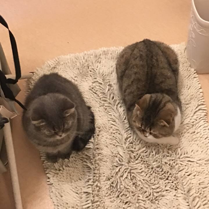 Ccd0cd7f 900d 4bde 9bd2 fd697569fa72