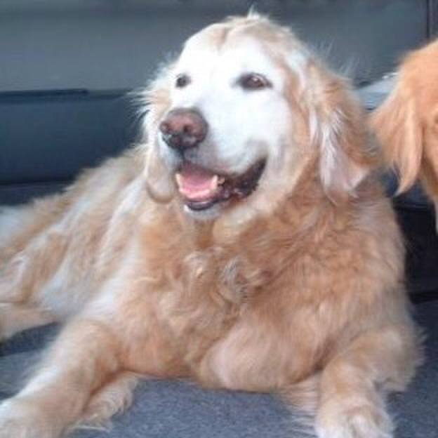 Ccd117a8 831c 44a2 8c0c 0694afe0564d