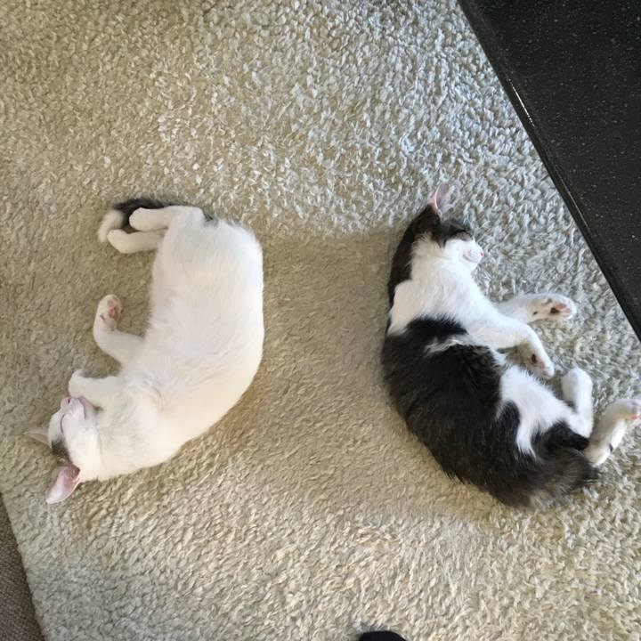 Ccd4135f b26e 4a73 9375 f7dd209308e3