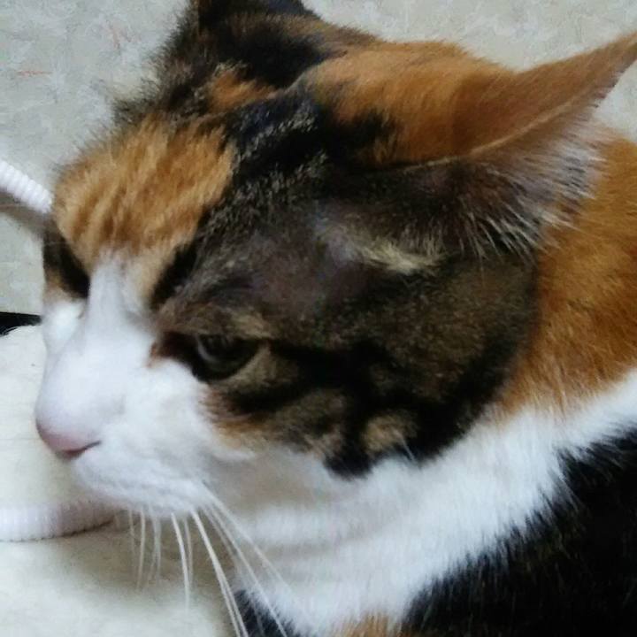 Ccd4761b 4986 4481 8b4e 4eee2eb81c5a