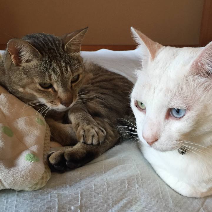 Ccdaf384 8e2d 4da1 a0b9 57562c18bcd9