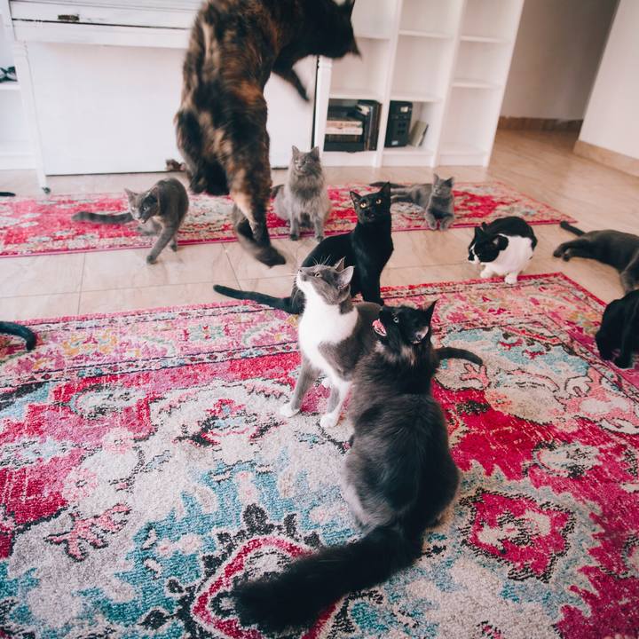 Ccdeaad6 667a 48fd b490 60b9ce03fa20