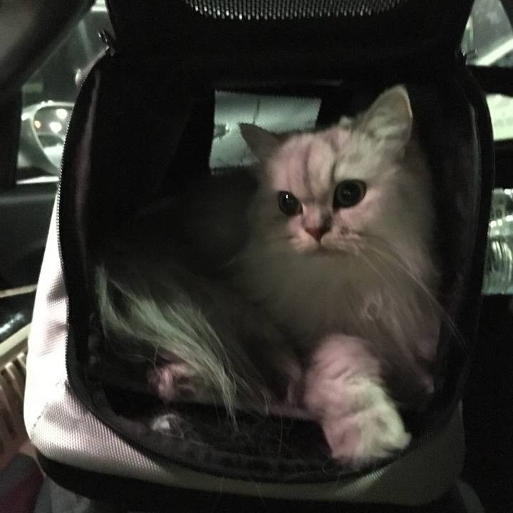 Cce56996 6ce9 431e bc65 28de40c5a5f9