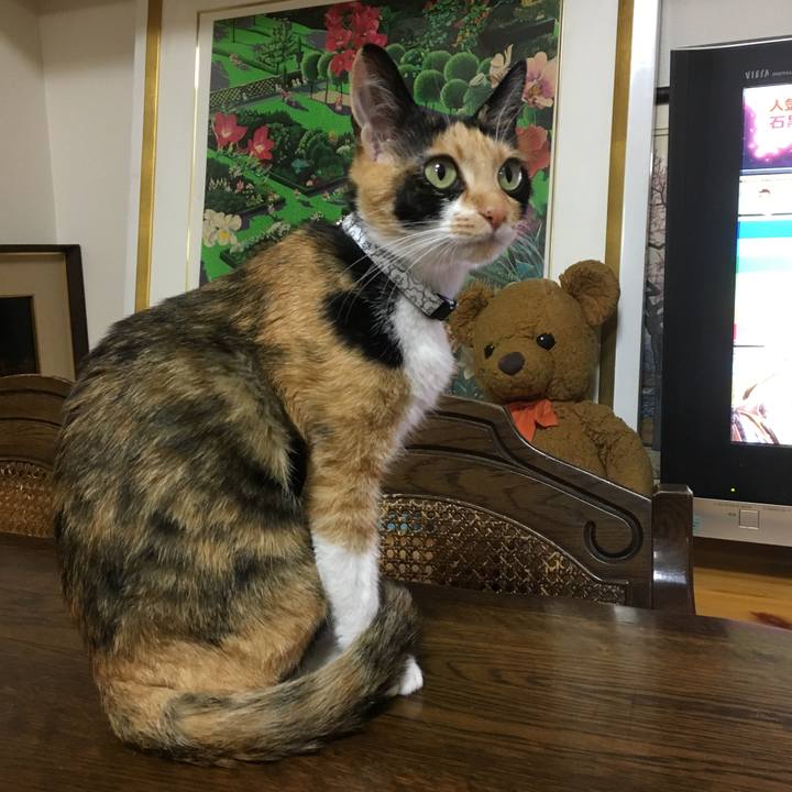 Cce6641a c4e4 47a4 aed2 d0bb618c42ee