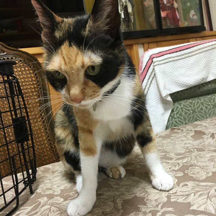 Cce934d7 ac12 459c a553 eeb5f5d777bb