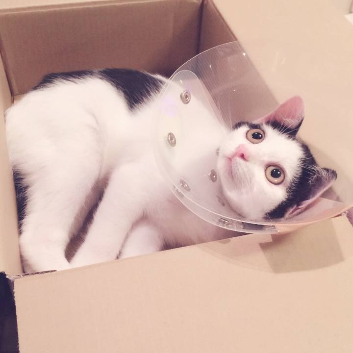 Ccea71e1 0ed8 4787 9035 e62faf799dbc