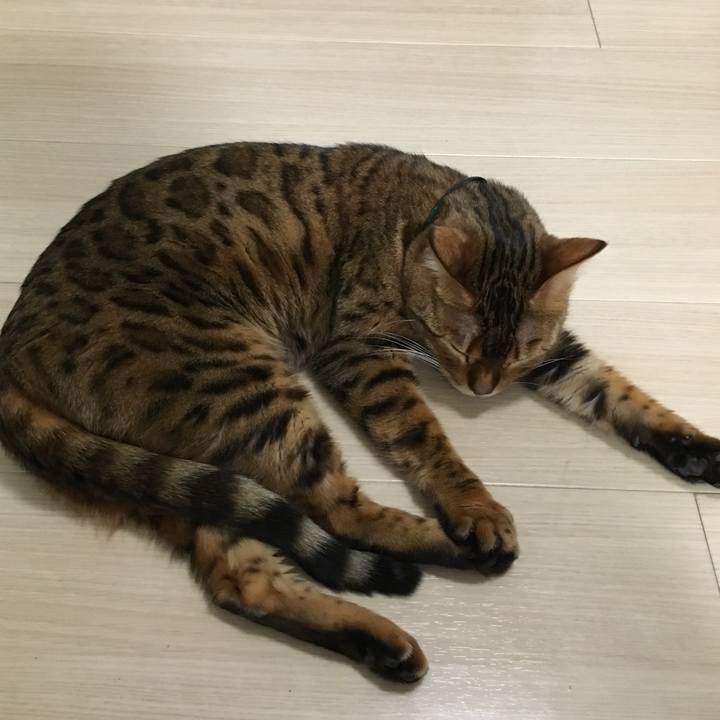 Ccf5ff17 6514 4739 9355 e2d8f2b29a45