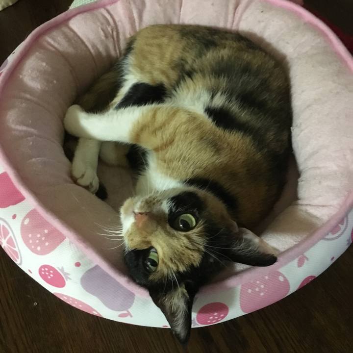 Ccfc1ef0 a5f6 4365 815e 8f13ace0a7ae