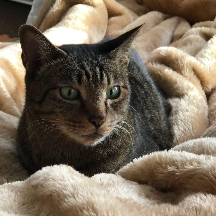 Ccfcf162 8f99 412a 9c32 f345a38a4ecf