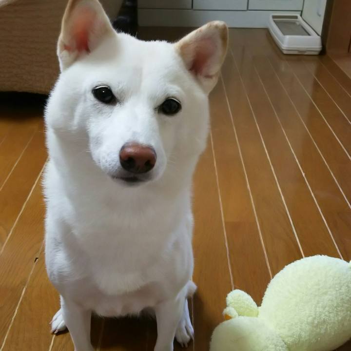 Cd0084d8 a3ca 41b8 9b3c a9d585c833f0