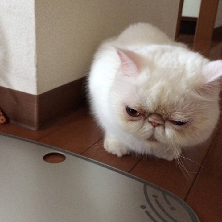 Cd055710 2ff9 4471 84fc 160777491f1f