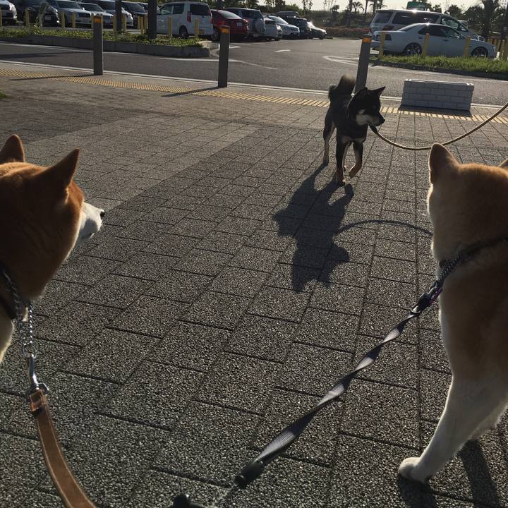 Cd06a78c 0035 47ba 9114 a3287c4a1e66