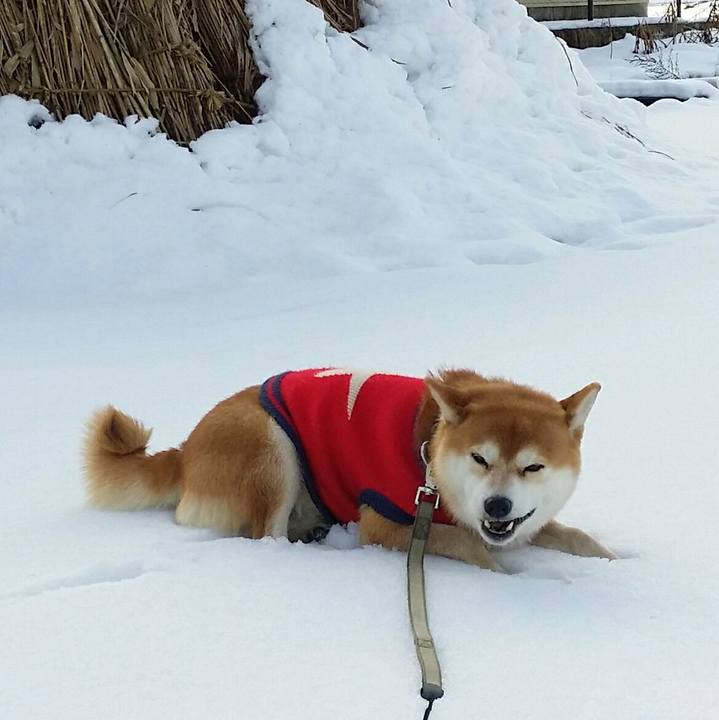 Cd0f8a83 c5c3 4520 8931 11dc0d7f1c88