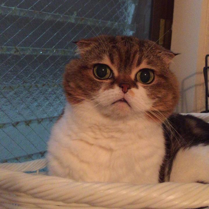 Cd18cc0a 5368 433a 9b94 7d9e6174c486