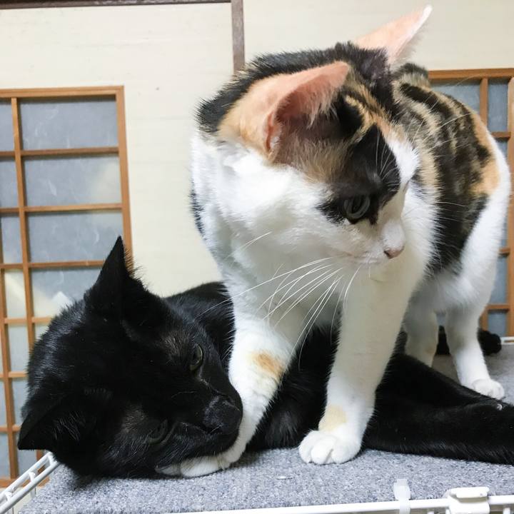 Cd342a60 d671 42f0 9769 5a538672e0a0