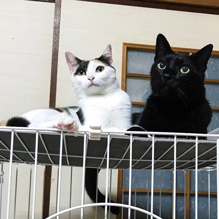 Cd3604cc 48ce 42d2 b832 742952187ad1