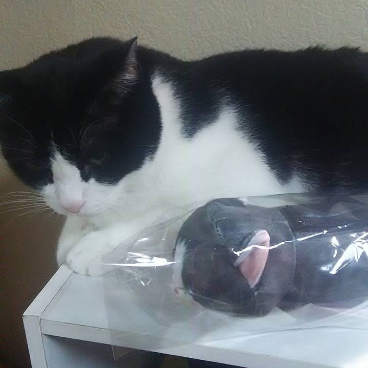 Cd383939 c911 493d bfcd 067e51460ee4