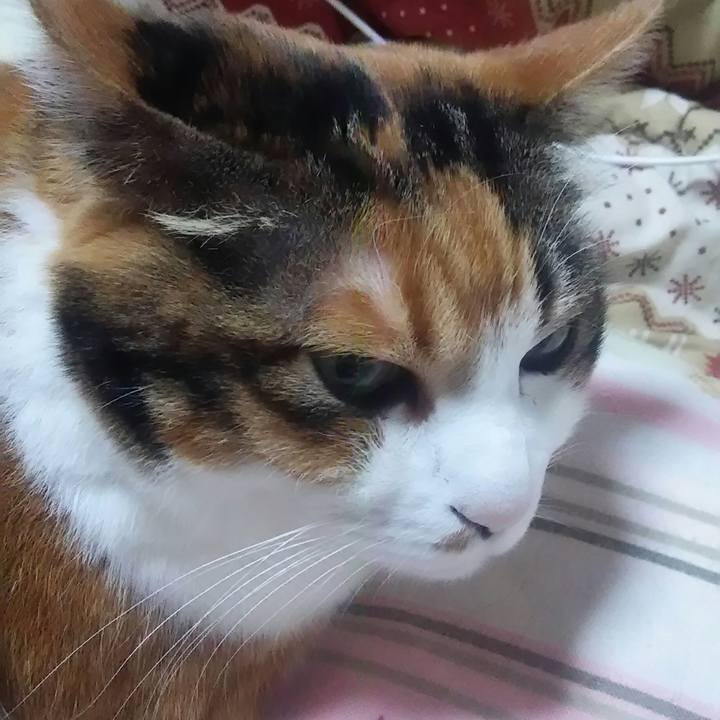 Cd417cff 9a66 4e33 9265 613fe7b5cc84