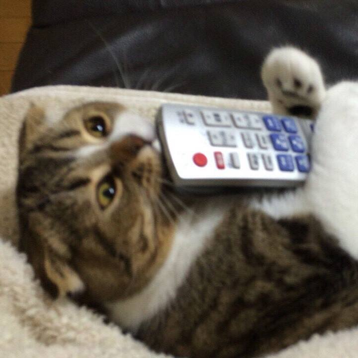 Cd4186c0 a911 4ed0 81c5 6a3c2dee1316