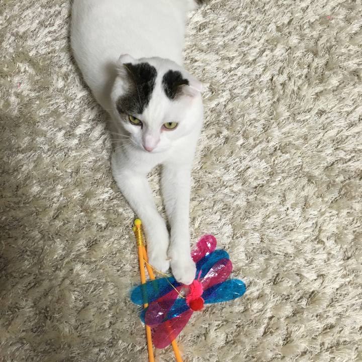 Cd4922be 0c87 474c b4f9 662825e43025