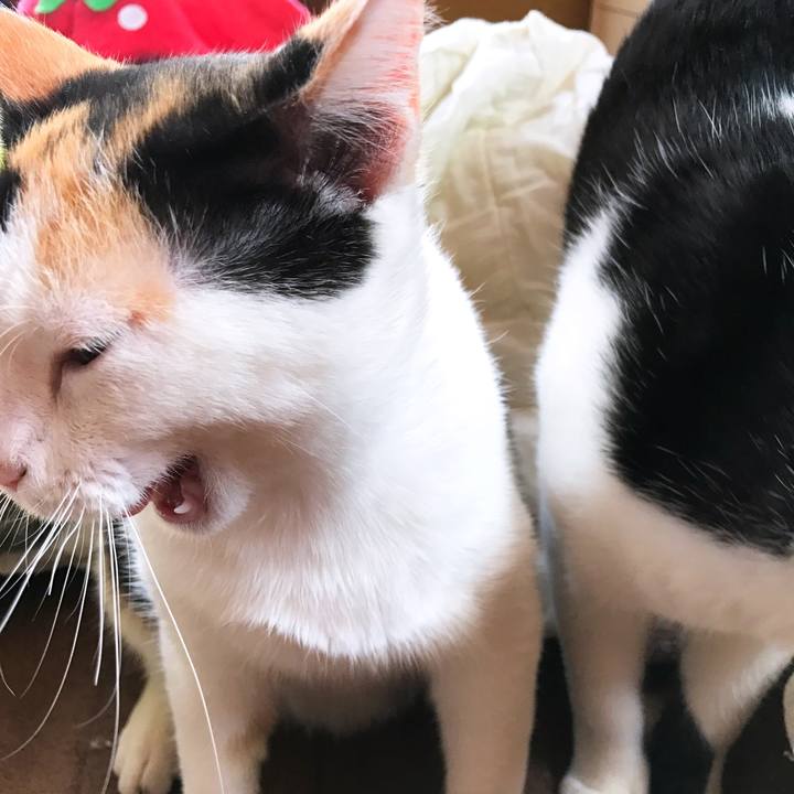 Cd4c619c 0065 4cbb 993c 3a37678e0e93