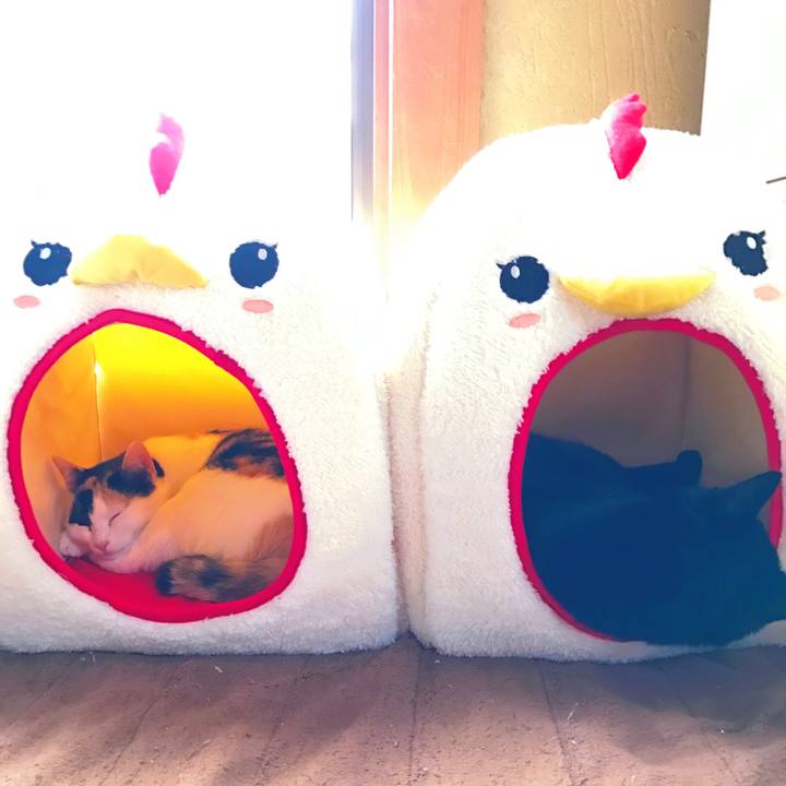 Cd50d4eb cd24 496f b2ae 2760086081ec