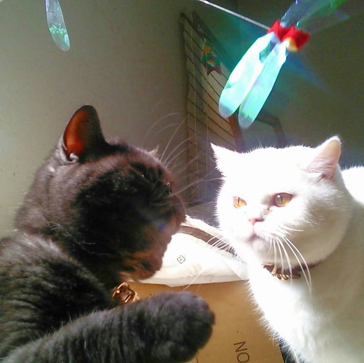 Cd53f51c 337d 4e60 afda 1edaa61d5d11