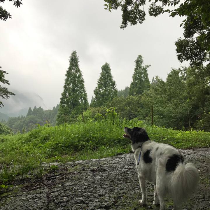 Cd6428d2 299c 489b affe 4ece4bd798c4